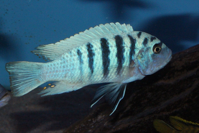 Maylandia zebra 'Boadzulu Island'